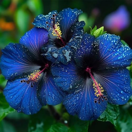 115+ Mixed Perennial Hibiscus Flower Seeds for Planting - Fresh Hardy Hibiscus Exotic Plant Bonsai Seeds Non-GMO Heirloom for Multi-Colored Flower Home Garden Outdoor - Image 3