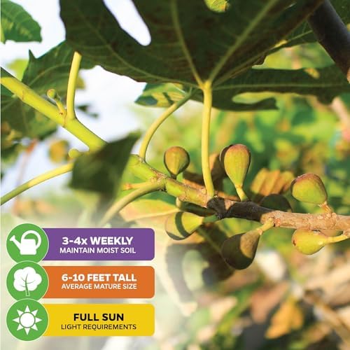 Violette de Bordeaux Fig Tree Live Plant - Ficus carica - Wellspring Gardens - Live Starter Fruit Plant for Your Indoor or Outdoor Garden (2-Pack) - Image 3