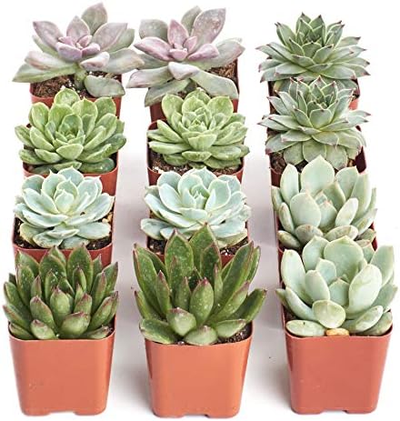 Shop Succulents Rosette Succulent Plant Pack Collection - Live Mini Succulent Plants, Low Maintenance, Floral Shaped Mix of Colors & Textures - Wedding and Party Favors, Gift & Garden, Pack of 12 - Image 2