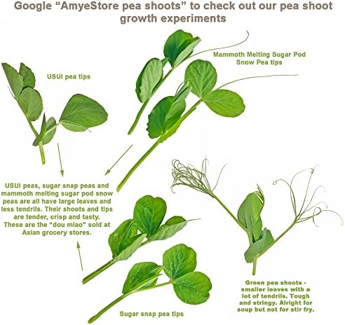 Bean Seeds for Planting Vegetables and Fruits. Pole Beans,Bush Beans,Romano Beans.Non GMO Garden Seeds for Home Vegetable Garden-65ct+ Sugar Snap Pea Seeds,豌豆苗,Edible Pod/Sweet Snap Pea Shoots & Tips - Image 3