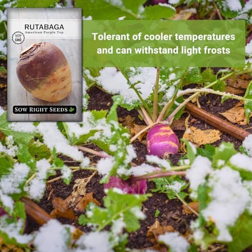 Sow Right Seeds - American Purple Top Rutabaga Seed for Planting Garden 2pk - Image 5