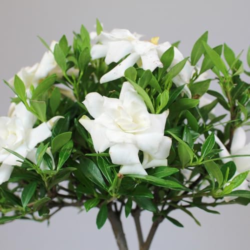 Brussel's Bonsai - Small Gardenia Live Bonsai Tree, Potted Outdoor Plant - Image 5