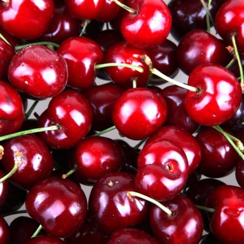 Random Sweet Cherry Tree Live Plant, Cold Hardy Cherry Tree, 1.5-2.5 Ft - Image 6
