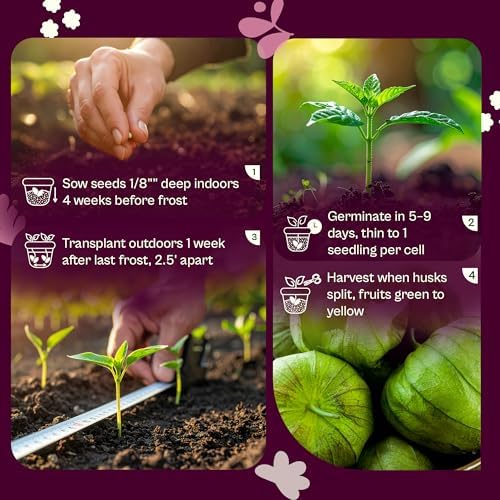 SVI 100 Toma Verde Tomatillo Seeds for Planting (Physalis ixocarpa) – Mexican Tomatillo Salsa Verde Favorite, Prolific 2–4oz Tomatillos – Heirloom Vegetable Seeds for Outdoor & Indoor Garden - Image 5