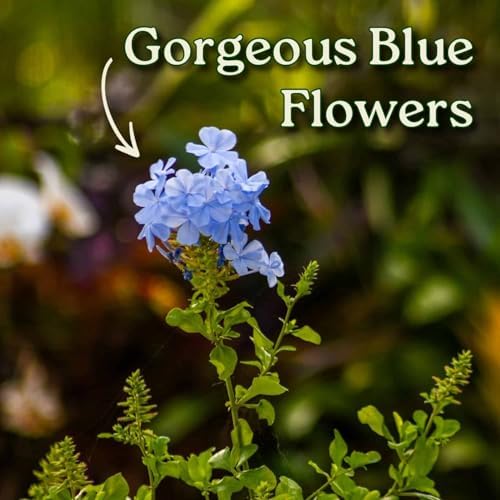 Plumbago Plant Imperial Blue - Live Flowering Plant - Overall Height 20" to 24", 3 Gallon Pot - Tropical Plants of Florida - Image 2