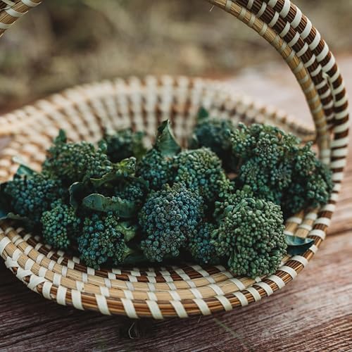 Di Cicco Broccoli - 100 Heirloom Seeds for Planting, Thresh Seed Co. - Image 2