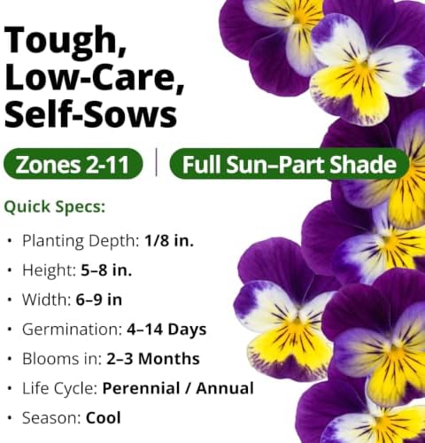 HOME GROWN Johnny Jump Up Helen Mount Seeds, 6,000 Seeds, Viola Tricolor - Image 3