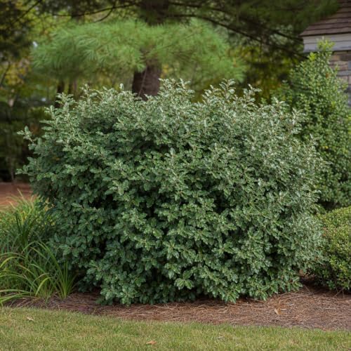 Elaeagnus Pungens I 10 Live Plants I Thorny Olive I Hardy Evergreen Shrub with Fragrant Blooms, Perfect for Hedges, Screening & Ornamental Garden Display - Image 4