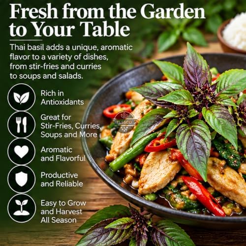 1549+ Thai Basil Heirloom Herb Seeds, Ocimum basilicum VAR. thyrsiflora - Image 3