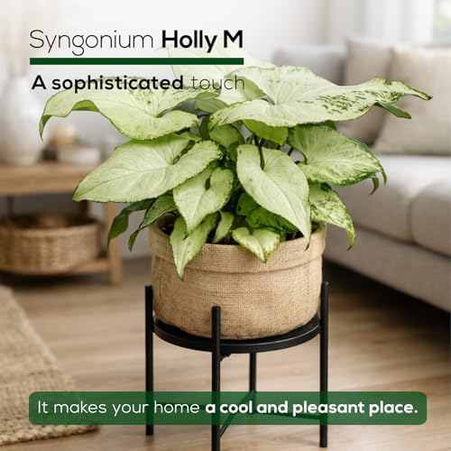 Syngonium Holly M (4 Pack) Live Starter Plants, Variegated Arrowhead Vine Houseplants, Easy Care Indoor Tropical Plants Live, Decorative Foliage Plants - Image 5