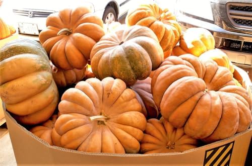 Fairytale Pumpkin (Musquee de Provence) Seeds - 120+ Count - for 2026 Planting French Cinderella Pumpkins Halloween Brown Winter Squash Vegetable Grow Your Own Home Farm Patio Healthy - Image 4