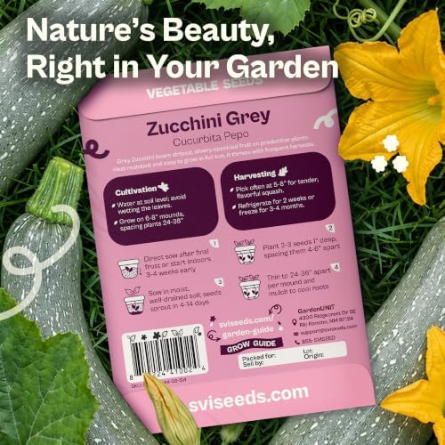 SVI 50 Grey Zucchini Heirloom Vegetable Seeds Cucurbita Pepo Home Garden - Image 2