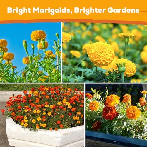 French Marigold Seeds for Planting, 1OZ 10000+ Heirloom Flower Seeds Perennial Seed Packet,Home and Garden Easy to Grow, Indoor & Outdoor Gardening, Plant & Quick Blooming - Image 7