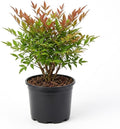 1 Harbor Dwarf Nandina Live Plant (Nandina Domestica), 6-8" Tall in Quart Pot, Low Maintenance, Compact Evergreen Shrub with Red Seasonal Foliage, Ideal for Garden & Landscape by GINGERGLOW