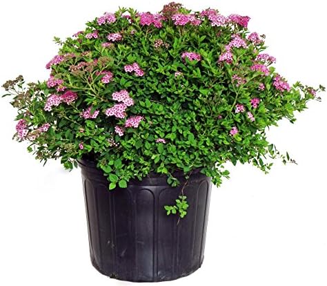 Spiraea jap. 'Little Princess' (Spirea) Shrub, #3 - Size Container by GreenPromiseFarms