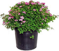Spiraea jap. 'Little Princess' (Spirea) Shrub, #3 - Size Container by GreenPromiseFarms