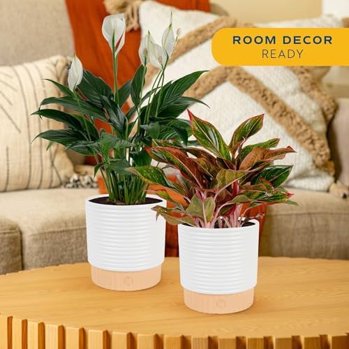 Costa Farms Peace Lily, Live Indoor Plant, Air Purifying, White Blooms - Image 2