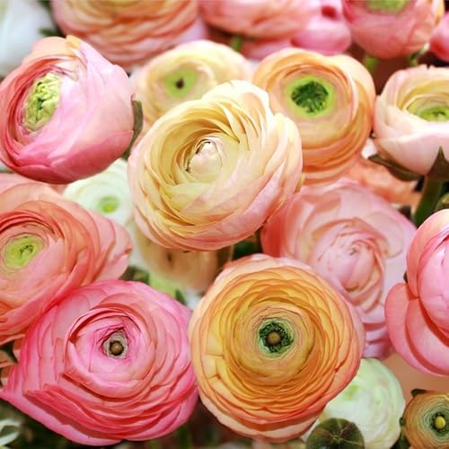 Mixed Ranunculus Bulbs for Planting, 6PCS Ranunculus Buttercups Bulbs, Rare Perennial Bulbs for Vibrant Garden Blooms, Borders Outdoor Heirloom Non-GMO - Image 2