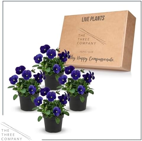 Pansy - Blue (4 Pack), Live Winter Flowering Annual, Beautiful Winter Color, 6" Tall by 4" Wide in 1 Pt Pot - Image 5