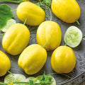 Eden Brothers Cucumber Seeds - Lemon by EdenBrothers