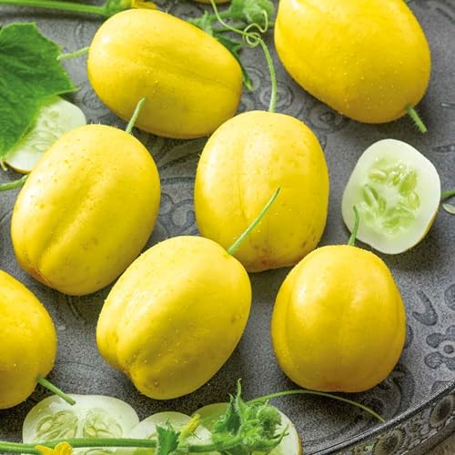 Eden Brothers Cucumber Seeds - Lemon - Image 2
