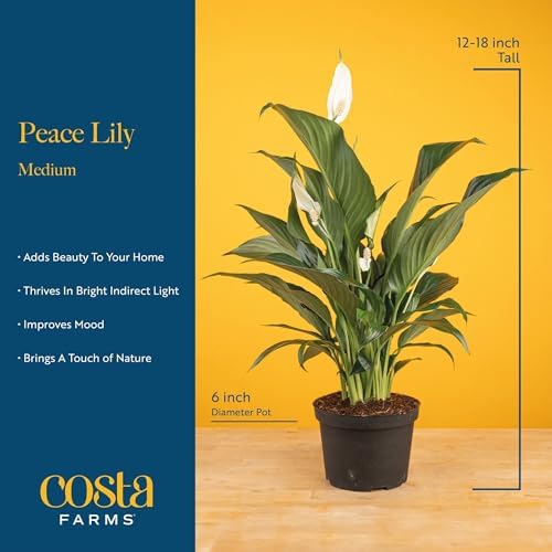 Costa Farms Peace Lily, Live Indoor Plant, Air Purifying, White Blooms - Image 4