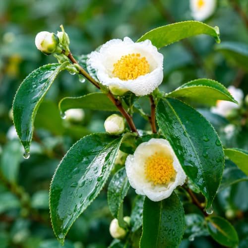 Tea Plant (Camellia sinensis) - 10-18" Tall Live Plant - Gallon Pot - Image 5