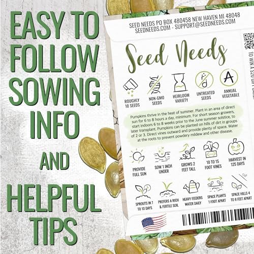 Seed Needs Pacific Giant Pumpkin Seeds to Plant Vegetables - 1 Pack - Image 4