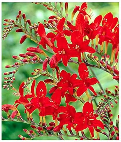 5 Lucifer Crocosmia Blubs - Grows 30-48" Tall. by MardeRossCompany
