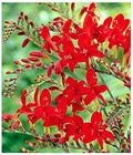 5 Lucifer Crocosmia Blubs - Grows 30-48" Tall. by MardeRossCompany