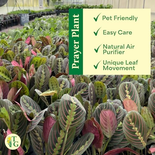 Live Red Prayer Plant, Pet Friendly, Easy to Grow, 4" Diameter Pot - Image 5