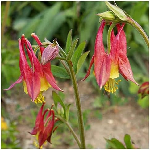 Everwilde Farms - 300 Wild Columbine Native Wildflower Seeds - Gold Vault Seed Packet - Image 3