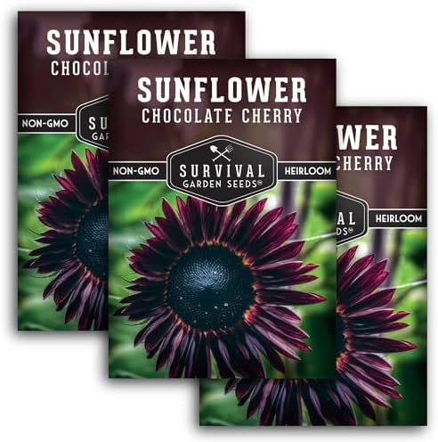 Chocolate Cherry Sunflower Seeds for Planting - 3 Packs by SurvivalGardenSeeds