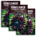 Chocolate Cherry Sunflower Seeds for Planting - 3 Packs by SurvivalGardenSeeds