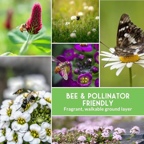Flowering Ground Cover Seeds for Planting – 5 Variety Collection - Image 6