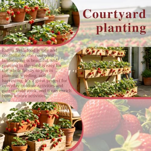 Strawberry Seeds for Planting Outdoor, Heirloom Seed, High Germination, Red - Image 2