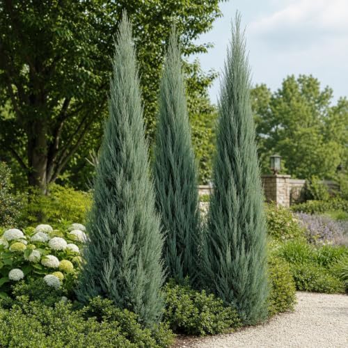 Blue Arrow Juniper | 10 Live Plants | Juniperus Scopulorum | Fast Growing Privacy Screen, Outdoor Evergreen Shrub, Narrow Columnar Shape, Low Maintenance Landscape, Drought Tolerant - Image 2