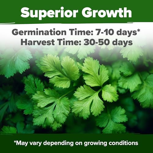 HOME GROWN Santo Cilantro Coriander Seeds, 500+ Seeds - Image 2