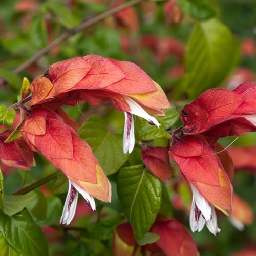 2 Red Live Shrimp Plants, Outdoor Landscape Shrub, 5 Inch Tall - Image 2