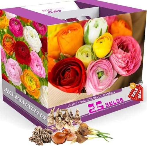 25 Mixed Ranunculus Bulbs for Planting, Peony Perennial Flower by AVERAR