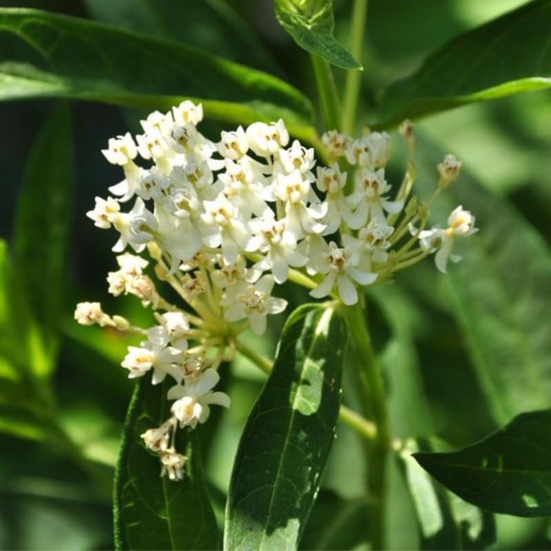 2 White Milkweed Live Plants, Flower Plant, 4-7 Inch Tall - Image 6