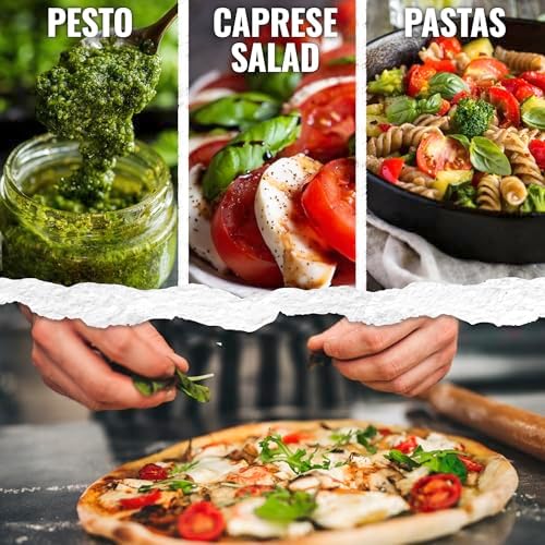 Seed Needs Italian Basil Seeds to Plant an Herb Garden - 1 Pack - Image 2
