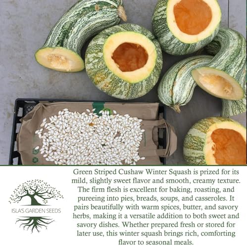 Green Striped Cushaw Pumpkin Seeds (Cucurbita argyrosperma) – 25 Heirloom Non-GMO Seeds by Isla’s Garden Seeds, Also Known as Crookneck Winter Squash, Long Striped Pie Variety, Sweet Creamy Flesh - Image 6