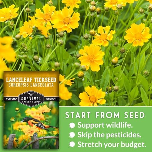 Lanceleaf Tickseed Seeds for Planting, Coreopsis Lanceolata - 1 Pack - Image 4