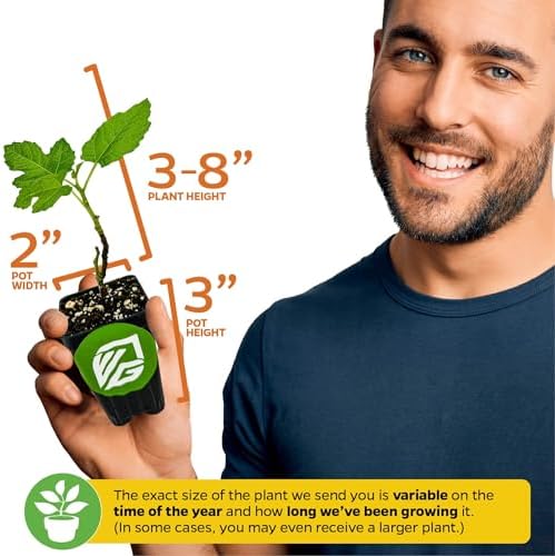 Black Mission Fig Tree Live Plant - Ficus carica - Wellspring Gardens Starter Plant (2-Pack) - Image 3
