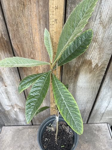1 Grafted Perennial Golden Loquat Fruit Live Seedling Tree,Japanese Plump Live Tree App. 25" - Image 3