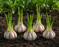 5 Softneck Garlic Bulbs for Planting – Large Seed Garlic for Fall & Spring by CZGrain