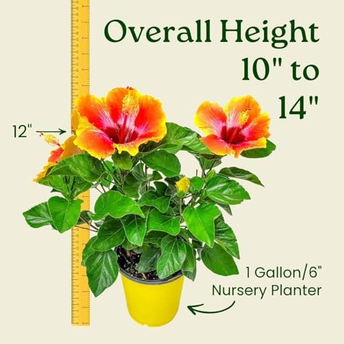 Fiesta Hibiscus Bush - Live Hibiscus Flowering Plant - Tropical Flower Plant - 1 Gallon Planter - Overall Height 10" to 14" - Tropical Plants of Florida - Image 3