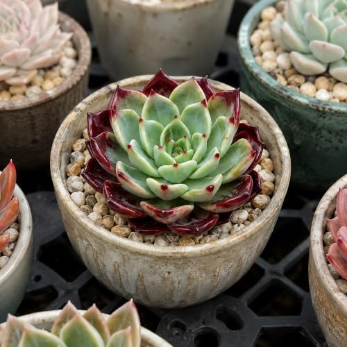 Echeveria 'Midnight Beauty' Bare Root Succulent Live Plant for Collectors - Image 4