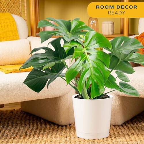 Costa Farms Monstera, Live Indoor Plant, Tropical Plant, Home Decor - Image 2